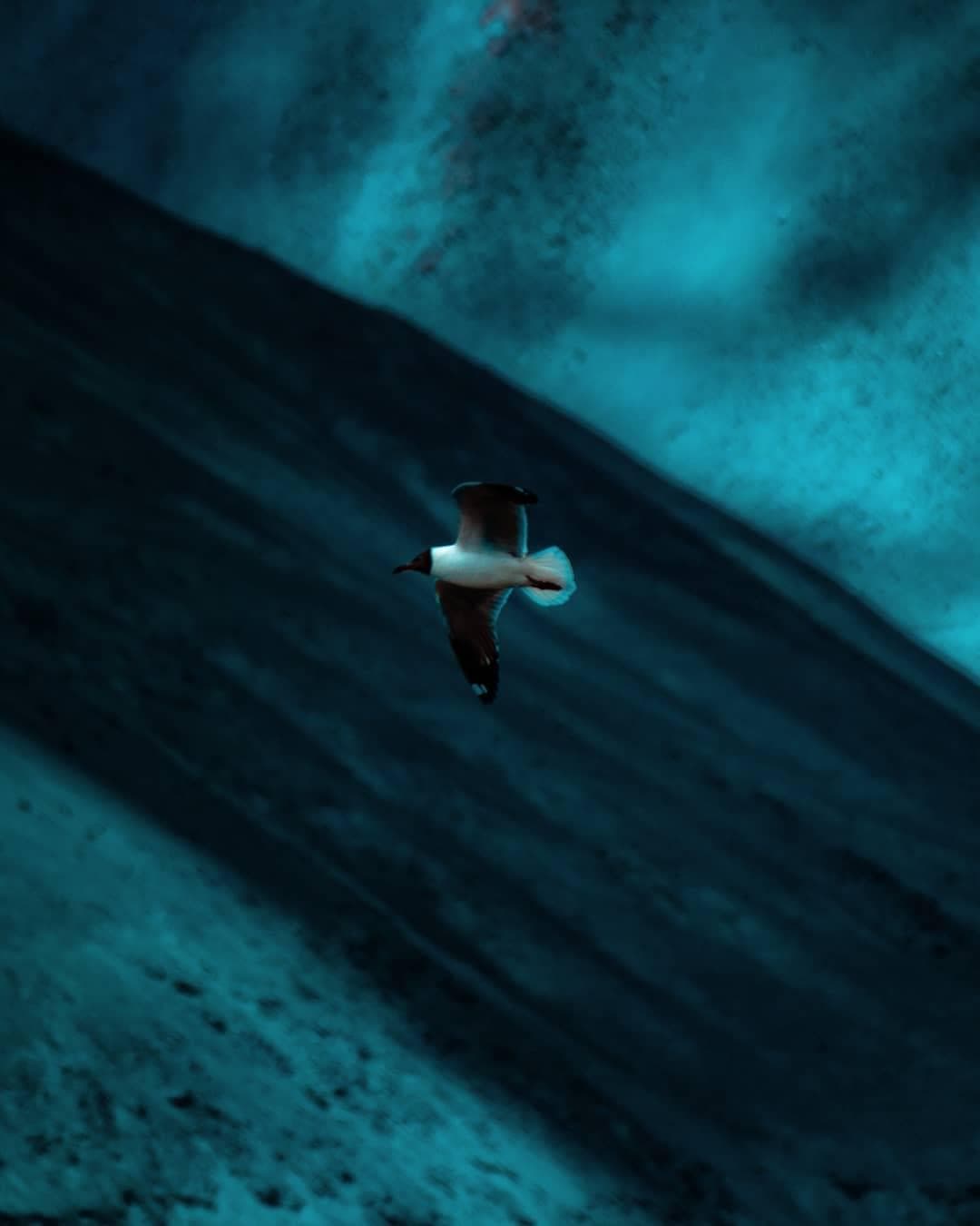 White bird flying through the night sky