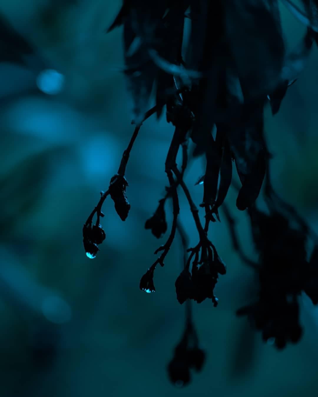 Photo by Abhishek Kashyap on May 13, 2020. Image may contain: plant and nature