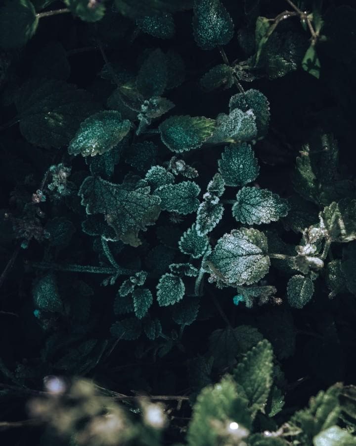 Macro shot of white flower