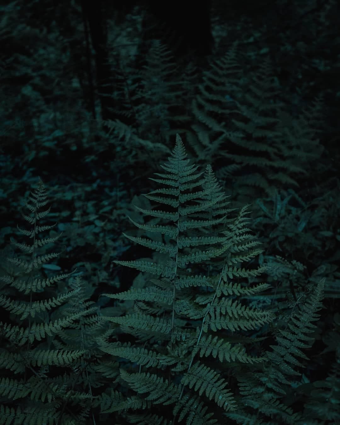 Photo by Abhishek Kashyap on August 18, 2019. Image may contain: plant, tree,outdoor and nature